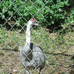 The Dramatic Chipmunk of the bird world