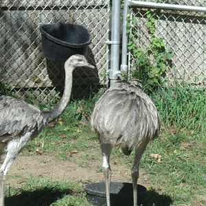 American Rheas
