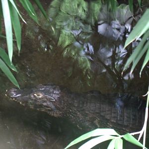 Yacare Caiman