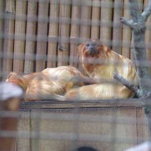 Golden Lion Tamarins