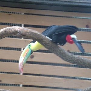 Keel-Billed Toucan
