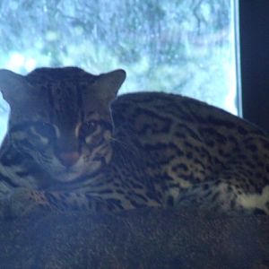 Brazilian Ocelot