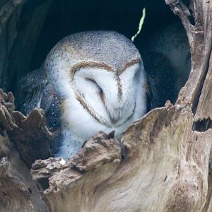 Barn Owl