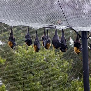 Grey-headed Flying Foxes