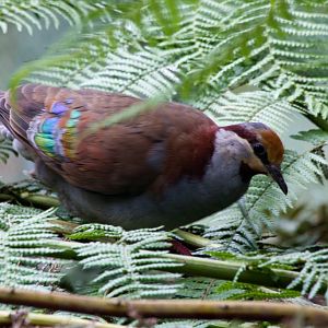 Brush Bronzewing
