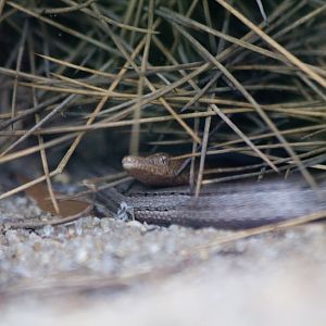 Burtons Legless Lizard