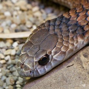 Copperhead