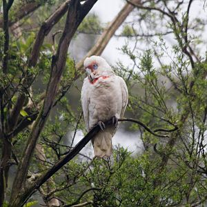 Longbilled Corella