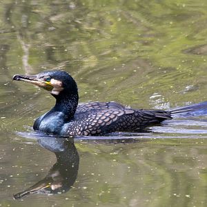 Great Cormorant
