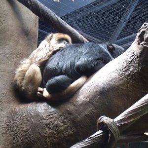 Black Howler Monkeys