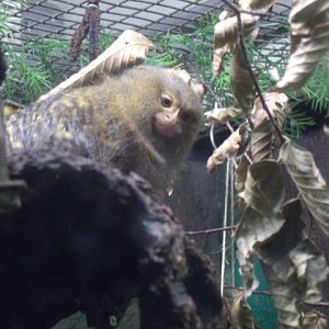 Pygmy Marmoset