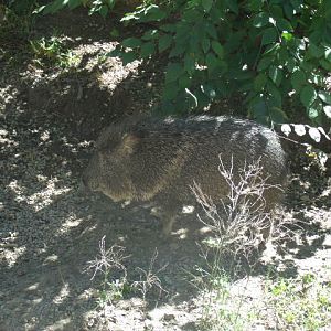 Chacoan Peccary