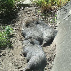 Chacoan Peccaries