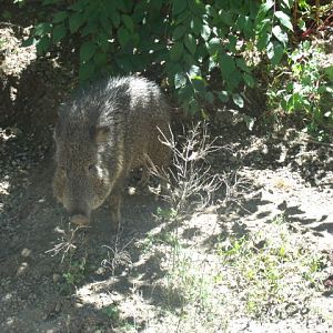 Chacoan Peccary
