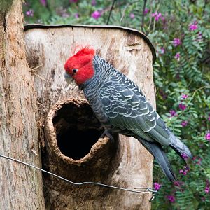 Gang-gang at nestlog