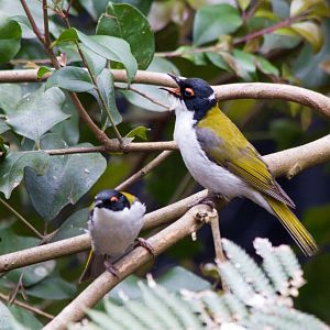 White-naped Honeyeaters - wild