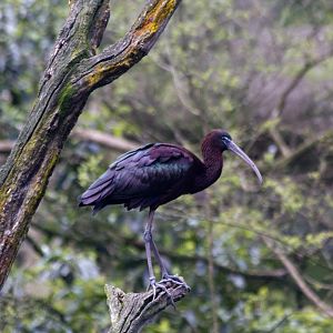 Glossy Ibis