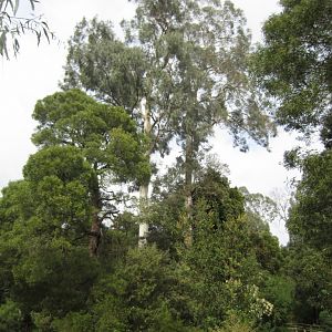Two 150 year old Manna Gums