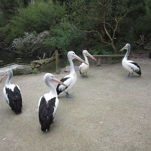 Australian Pelicans