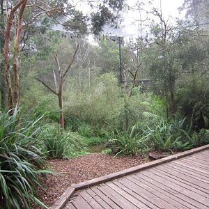 Interior of Fruit Bat Aviary - bats centre frame at back