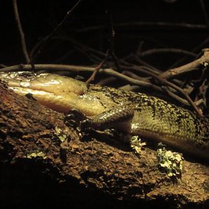 Pinktongued Skink