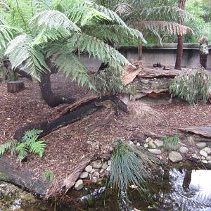 Tasmanian Devil enclosure - devils in back