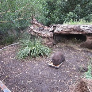 Wombat enclosure