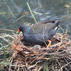 Dusky Moorhen on nest - wild