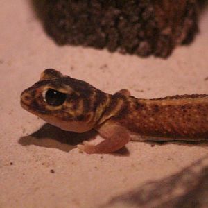 Smooth Knobtail Gecko