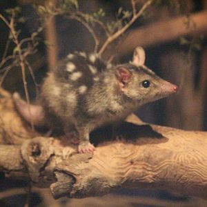 Northern Quoll