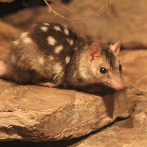 Northern Quoll