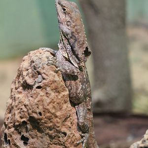 Frilled Lizard