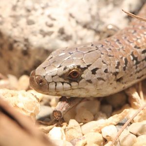 She-oak Skink