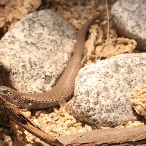 She-oak Skink