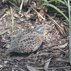 Painted Button Quail
