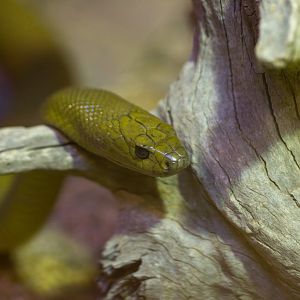 Inland Taipan