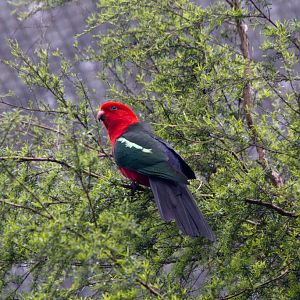 Australian King Parrot