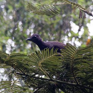 Lyrebird female in top of tree fern