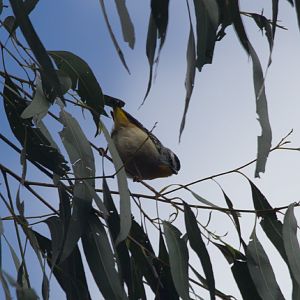 Spotted Pardalote - wild