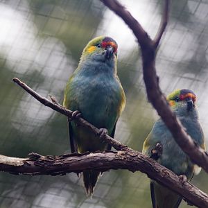 Purple-crowned Lorikeet