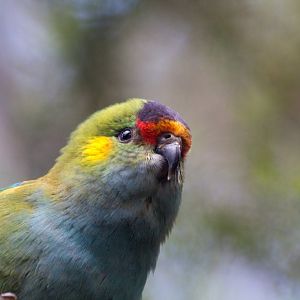 Purple-crowned Lorikeet