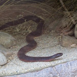 Redbellied Black Snake