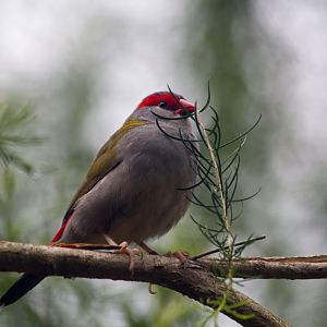 Redbrowed Firetail Finch