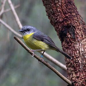 Eastern Yellow Robin
