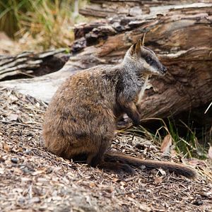 Brushtailed Rock Wallaby