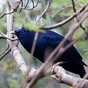 Satin Bowerbird male
