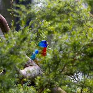 Scarlet-chested Parrot