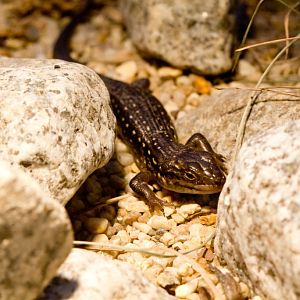 Guthega Skink