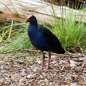 Purple Swamphen - wild