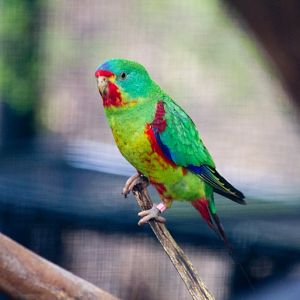 Swift Parrot